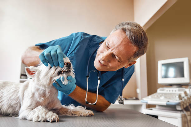Best Emergency Treatment for Toothache in Camp Barrett, VA